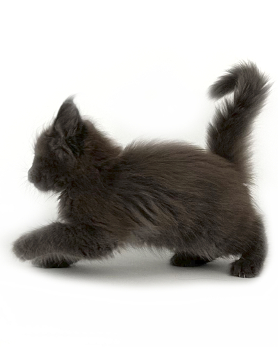 black smoke maine coon kitten
